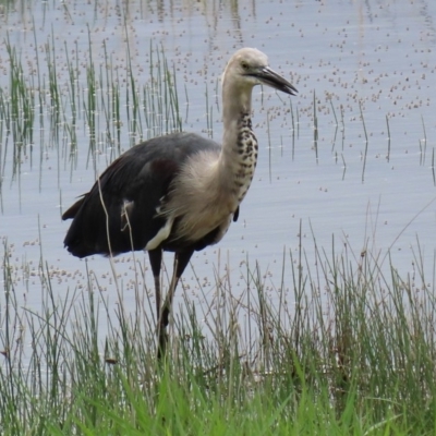 Ardea pacifica (White-necked Heron) at Hume, ACT - 8 Mar 2020 by RodDeb