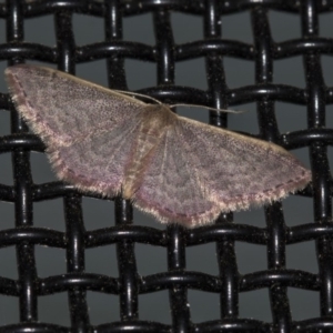 Idaea costaria at Higgins, ACT - 8 Mar 2020