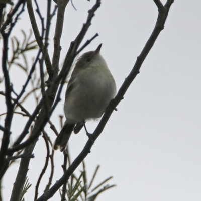 Gerygone fusca (Western Gerygone) at Fyshwick, ACT - 8 Mar 2020 by RodDeb