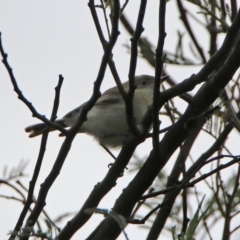 Gerygone fusca at Fyshwick, ACT - 8 Mar 2020