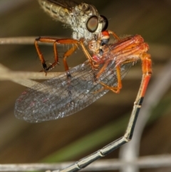 Cerdistus sp. (genus) (Slender Robber Fly) at Bruce, ACT - 23 Nov 2011 by Bron