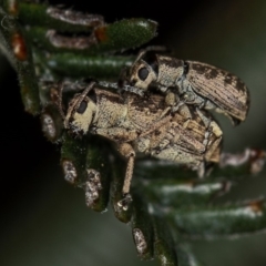 Titinia tenuis (Titinia weevil) at Bruce, ACT - 23 Nov 2011 by Bron