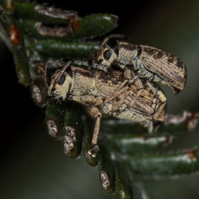 Titinia tenuis (Titinia weevil) at Bruce, ACT - 23 Nov 2011 by Bron