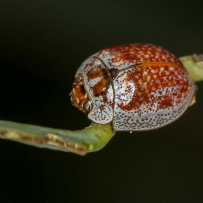 Paropsisterna m-fuscum (Eucalyptus Leaf Beetle) at Bruce, ACT - 23 Nov 2011 by Bron