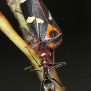 Eurymeloides pulchra at Bruce, ACT - 23 Nov 2011 04:47 PM