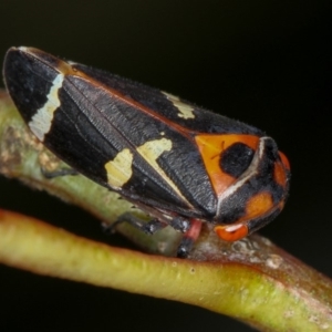 Eurymeloides pulchra at Bruce, ACT - 23 Nov 2011 04:47 PM