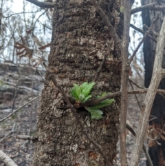 Banksia serrata (Saw Banksia) at Bundanoon - 6 Mar 2020 by Margot