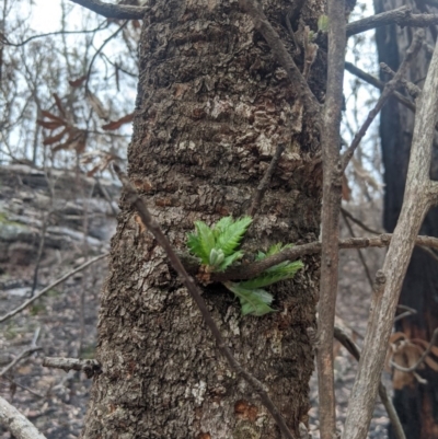 Banksia serrata (Saw Banksia) at Bundanoon - 6 Mar 2020 by Margot