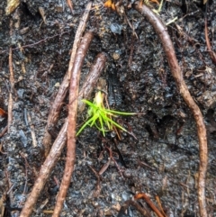 Dracophyllum secundum at Bundanoon - 6 Mar 2020 by Margot
