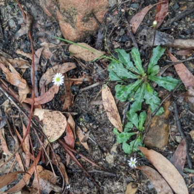 Lagenophora gracilis (Slender Lagenophora) at Bundanoon - 6 Mar 2020 by Margot