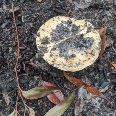 Unidentified Fungus at Bundanoon, NSW - 6 Mar 2020 by Margot