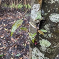 Ceratopetalum apetalum (Coachwood) at Bundanoon - 6 Mar 2020 by Margot