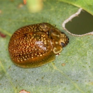 Paropsisterna cloelia at Bruce, ACT - 23 Nov 2011