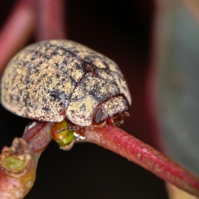 Trachymela sp. (genus) (Brown button beetle) at Bruce, ACT - 23 Nov 2011 by Bron