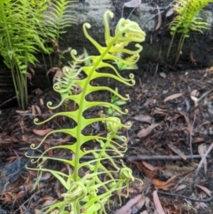 Blechnum cartilagineum (Gristle Fern) at Bundanoon - 5 Mar 2020 by Margot