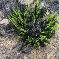 Unidentified Grass at Bundanoon - 5 Mar 2020 by Margot