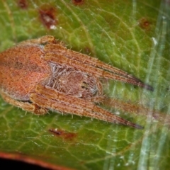 Araneinae (subfamily) (Orb weaver) at Bruce, ACT - 23 Nov 2011 by Bron