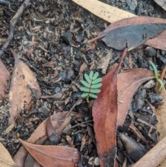Acacia (genus) (A Wattle) at Bundanoon - 6 Mar 2020 by Margot