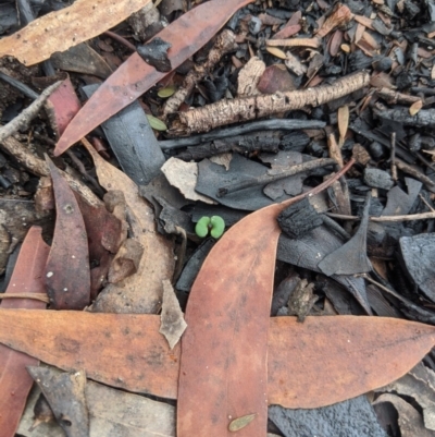 Eucalyptus (genus) (A Gum Tree) at Bundanoon - 6 Mar 2020 by Margot
