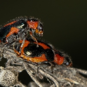 Dicranolaius villosus at Bruce, ACT - 23 Nov 2011 05:02 PM