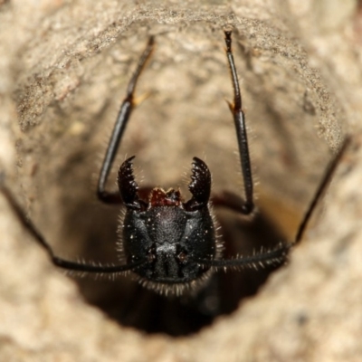 Camponotus intrepidus (Flumed Sugar Ant) at Bruce, ACT - 23 Nov 2011 by Bron