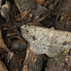 Taxeotis intextata (Looper Moth, Grey Taxeotis) at Bruce Ridge to Gossan Hill - 23 Nov 2011 by Bron