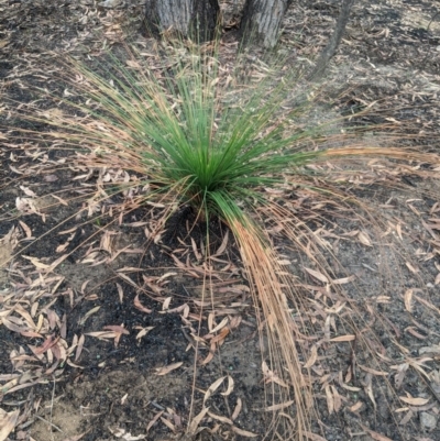 Xanthorrhoea sp. (Grass Tree) at Bundanoon - 5 Mar 2020 by Margot