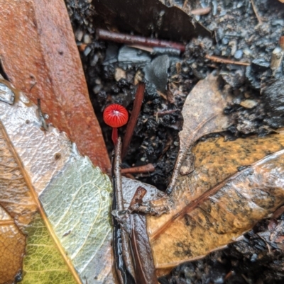 Cruentomycena viscidocruenta (Ruby Mycena) at Bundanoon, NSW - 6 Mar 2020 by Margot