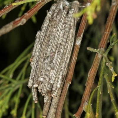 Clania ignobilis (Faggot Case Moth) at Bruce, ACT - 23 Nov 2011 by Bron