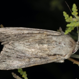 Persectania (genus) at Ainslie, ACT - 20 Nov 2019 09:59 PM