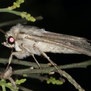 Persectania (genus) at Ainslie, ACT - 20 Nov 2019 09:59 PM