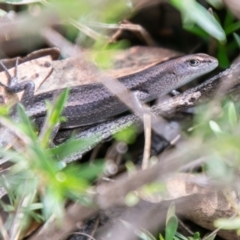 Lampropholis guichenoti (Common Garden Skink) at Paddys River, ACT - 7 Mar 2020 by SWishart