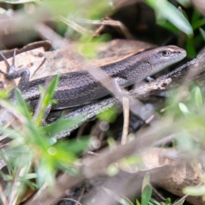 Lampropholis guichenoti (Common Garden Skink) at Paddys River, ACT - 7 Mar 2020 by SWishart