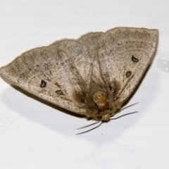 Anthela ocellata (Eyespot Anthelid moth) at Higgins, ACT - 16 Feb 2020 by AlisonMilton