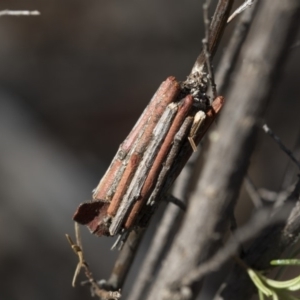 Clania lewinii & similar Casemoths at Hawker, ACT - 14 Feb 2020 09:39 AM