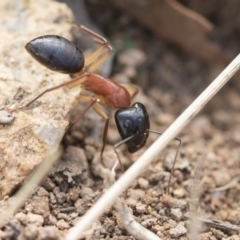 Camponotus nigriceps (Black-headed sugar ant) at The Pinnacle - 13 Feb 2020 by AlisonMilton