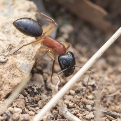 Camponotus nigriceps (Black-headed sugar ant) at The Pinnacle - 14 Feb 2020 by AlisonMilton