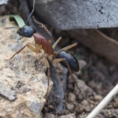 Camponotus nigriceps at Hawker, ACT - 14 Feb 2020 08:51 AM