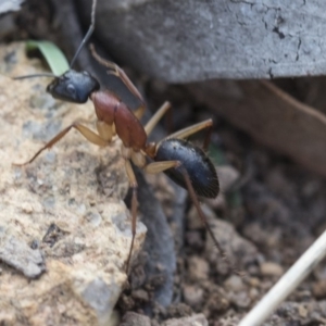 Camponotus nigriceps at Hawker, ACT - 14 Feb 2020 08:51 AM