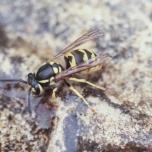 Vespula germanica at Higgins, ACT - 5 Jan 2020