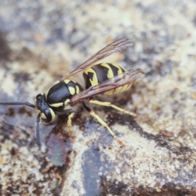 Vespula germanica (European wasp) at Higgins, ACT - 5 Jan 2020 by AlisonMilton