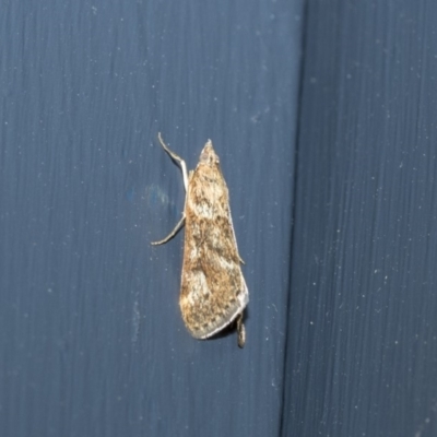 Achyra affinitalis (Cotton Web Spinner) at Higgins, ACT - 2 Mar 2020 by AlisonMilton