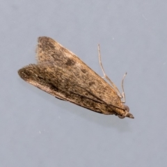 Achyra affinitalis (Cotton Web Spinner, Pyraustinae) at Higgins, ACT - 7 Mar 2020 by AlisonMilton