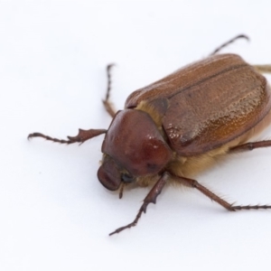 Antitrogus morbillosus at Scullin, ACT - 29 Jan 2020