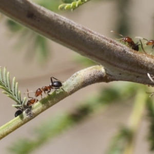 Papyrius nitidus at Dunlop, ACT - 14 Feb 2020