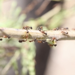 Papyrius nitidus at Dunlop, ACT - 14 Feb 2020