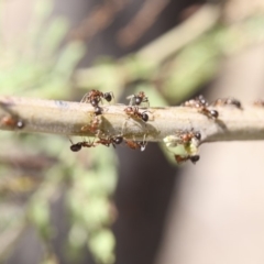 Papyrius nitidus at Dunlop, ACT - 14 Feb 2020