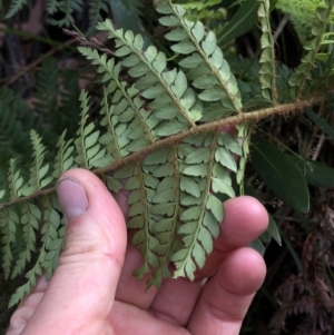 Polystichum proliferum at Kosciuszko National Park, NSW - 8 Mar 2020