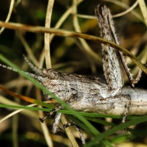 Coryphistes ruricola at Bruce, ACT - 23 Nov 2011 05:40 PM