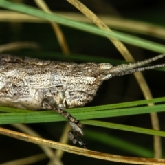 Coryphistes ruricola at Bruce, ACT - 23 Nov 2011 05:40 PM